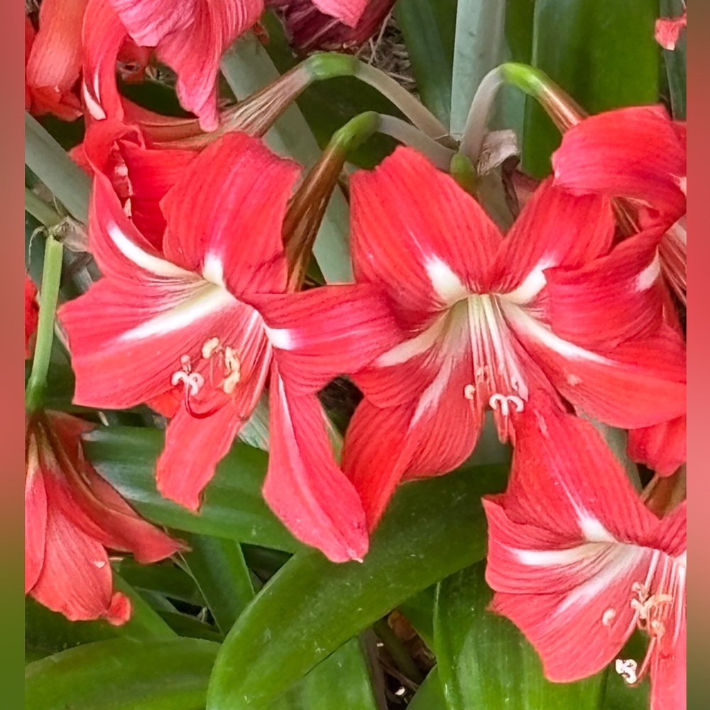 floribunda “America” climbing pink rose bush, plus 2 Stargazer Amaryllis bulbs. - Picture 5 of 6